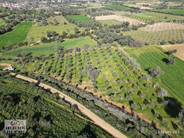 ANTİKA GAYRİMENKUL'DEN KAYMAKÇIDA SATILIK ZEYTİNLİK